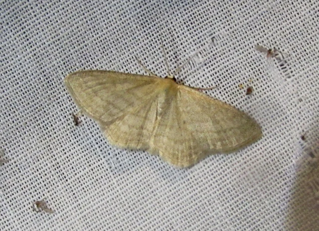Scopula virgulata - vesszős sávosaraszoló