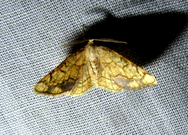 fehérnyár-araszoló - Stegania dilectaria