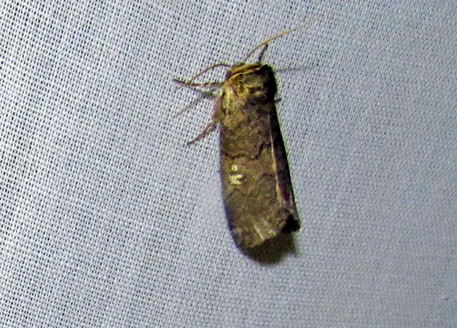 Tethea or - bélyeges pihésszövő