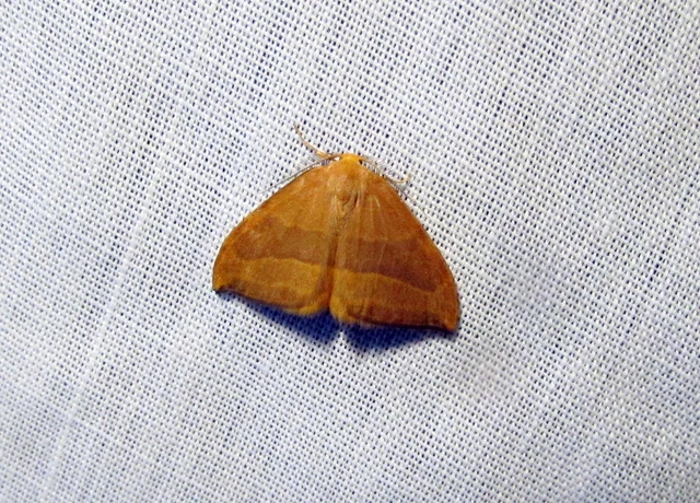 bükkfa-sarlósszövő - Watsonalla cultraria