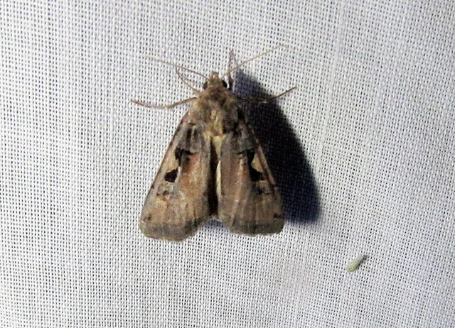 c-betűs fűbagoly - Xestia c-nigrum