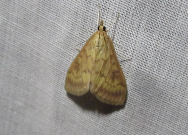 Ostrinia nubilalis - kukoricamoly