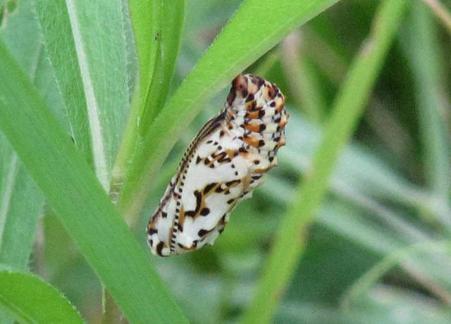 Melitaea didyma - tüzes tarkalepke