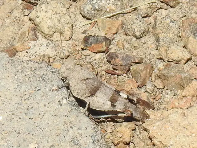 Oedipoda caerulescens - kékszárnyú sáska