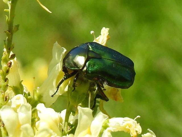 Cetonia aurata - aranyos virágbogár