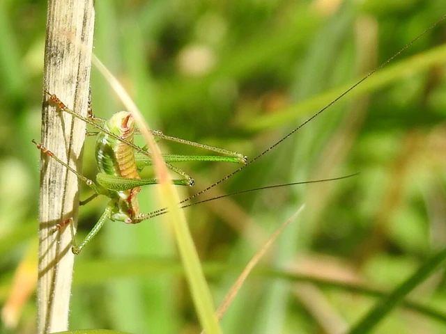 Leptophyes albovittata - közönséges virágszöcske