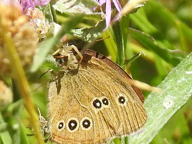 Aphantopus hyperanthus - közönséges ökörszemlepke