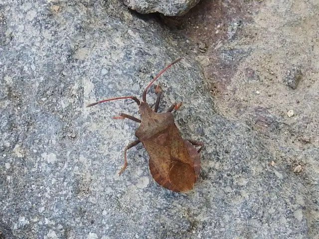 Coreus marginatus - közönséges karimáspoloska