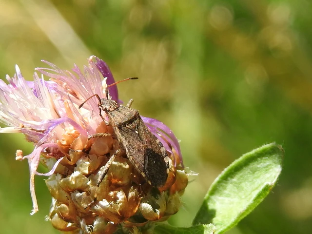 Ceraleptus gracilicornis - tüskéslábú karimáspoloska