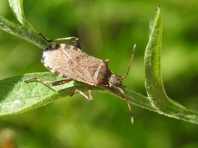 Ceraleptus gracilicornis - tüskéslábú karimáspoloska