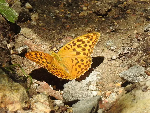 Argynnis paphia - nagy gyöngyházlepke