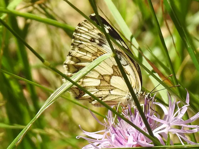 Melanargia galathea - sakktáblalepke