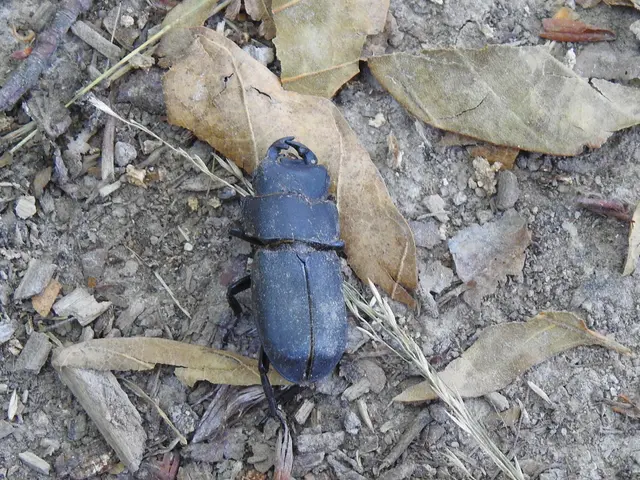 Dorcus parallelipipedus - kis szarvasbogár