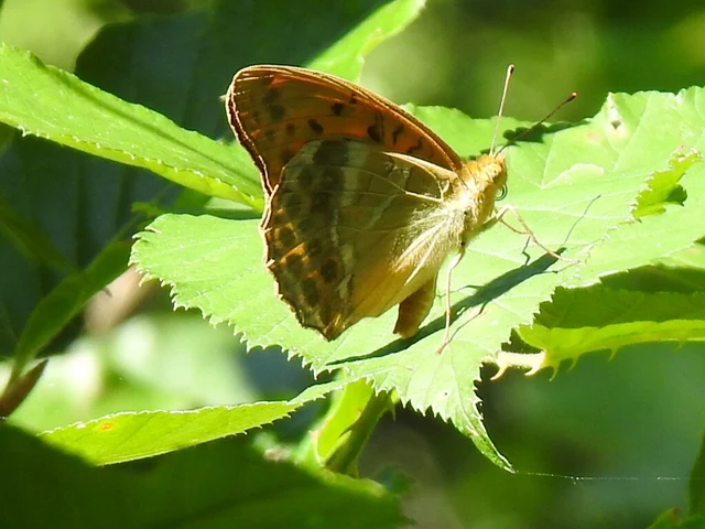 Argynnis paphia - nagy gyöngyházlepke