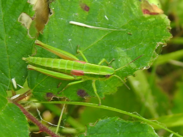 Euthystira brachyptera - smaragdzöld sáska