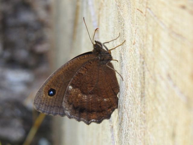Minois dryas - fekete szemeslepke