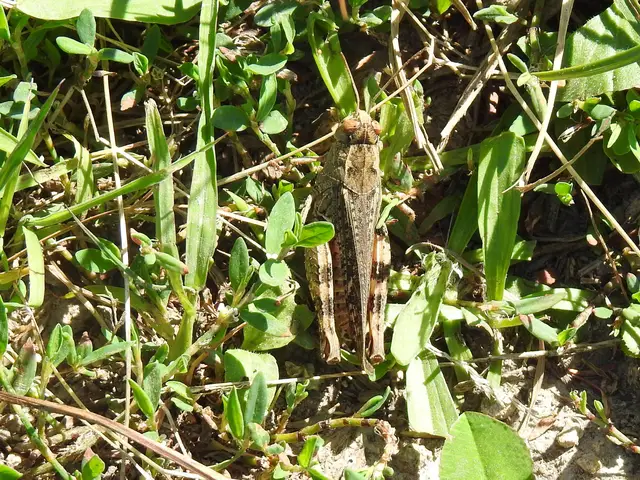Calliptamus italicus - olaszsáska