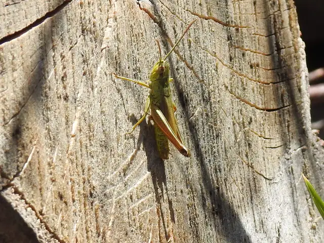 Pseudochorthippus parallelus - közönséges rétisáska