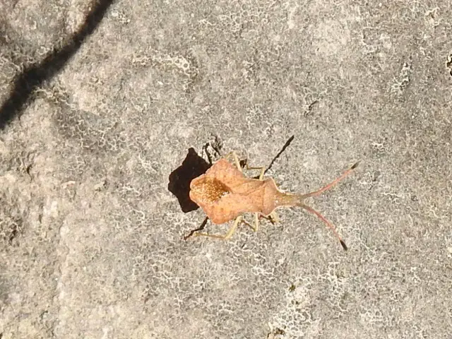 Syromastus rhombeus - vitorlás karimáspoloska