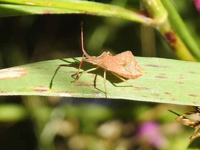 Syromastus rhombeus - vitorlás karimáspoloska
