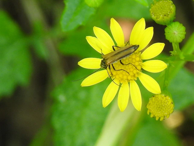 Oedemera femorata - sárgahátú álcincér
