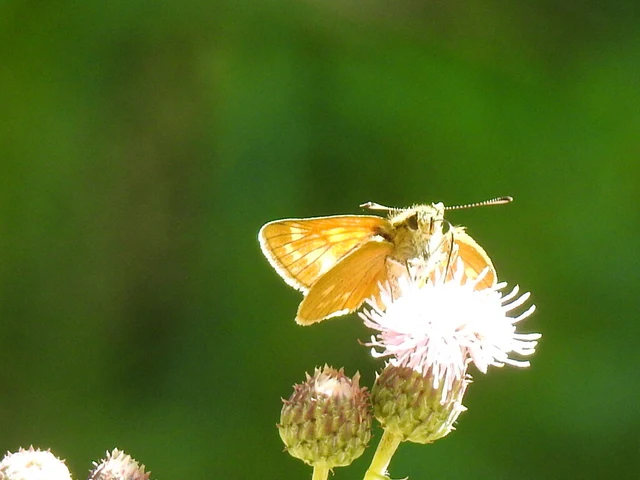 Ochlodes sylvanus - erdei busalepke