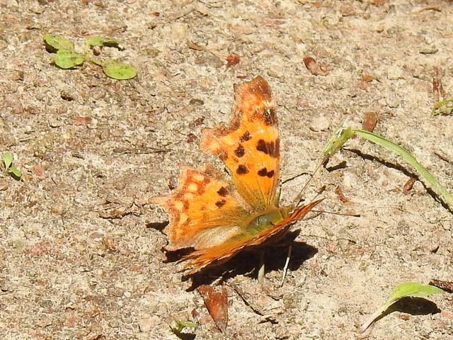Nymphalis c-album - C-betűs lepke
