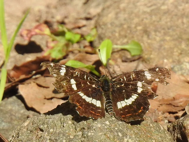 Araschnia levana - pókhálós lepke