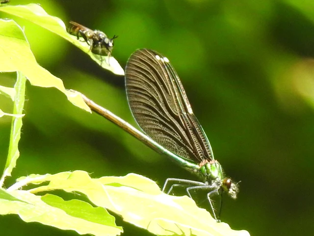 Calopteryx virgo - kisasszony-szitakötő