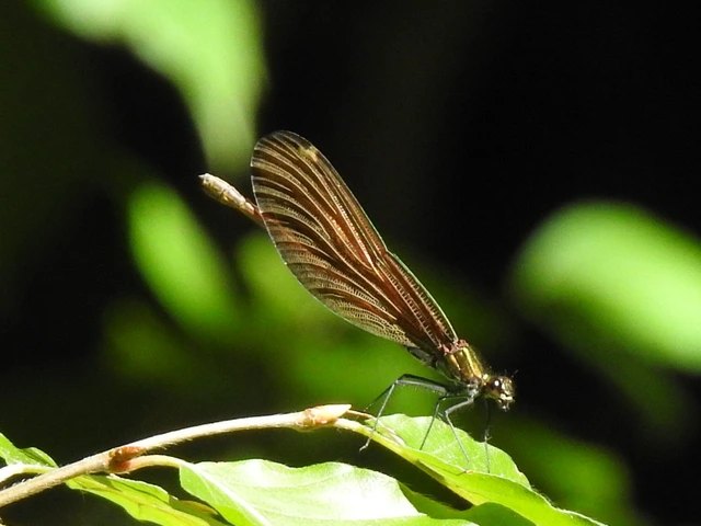 Calopteryx virgo - kisasszony-szitakötő