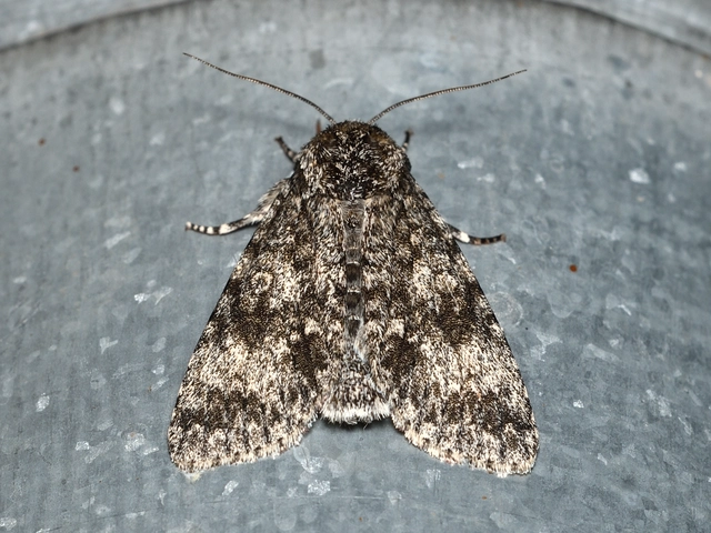 Acronicta megacephala - nagyfejű szigonyosbagoly