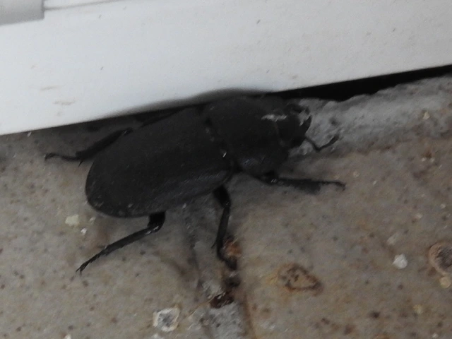 Dorcus parallelipipedus - kis szarvasbogár