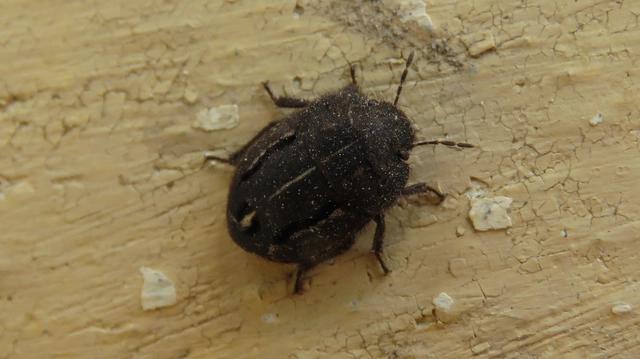 Odontoscelis