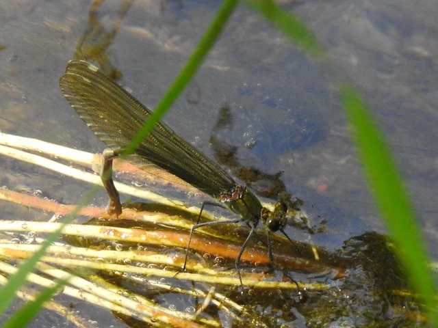 Calopteryx splendens - sávos szitakötő