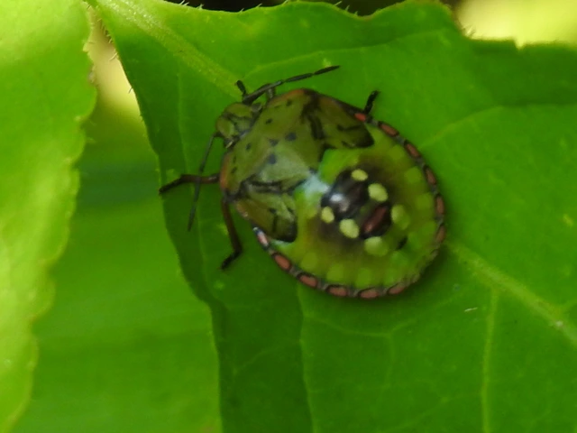 Nezara viridula - zöld vándorpoloska