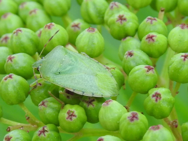 Nezara viridula - zöld vándorpoloska