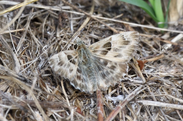 Carcharodus alceae - mályva-busalepke