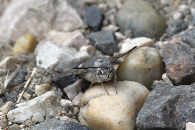 Macroglossum stellatarum - kacsafarkú szender