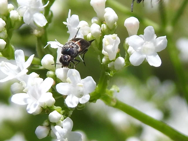 Mordellidae - marókafélék