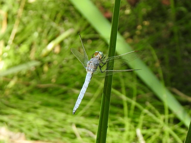 Orthetrum coerulescens - karcsú pásztorszitakötő