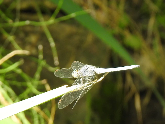 Orthetrum coerulescens - karcsú pásztorszitakötő