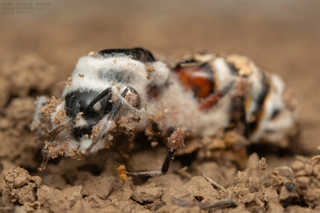 Camponotus ligniperda - faodvasító lóhangya