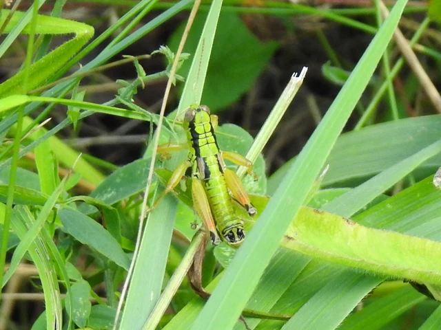 Pseudopodisma nagyi - Nagy-hegyisáska