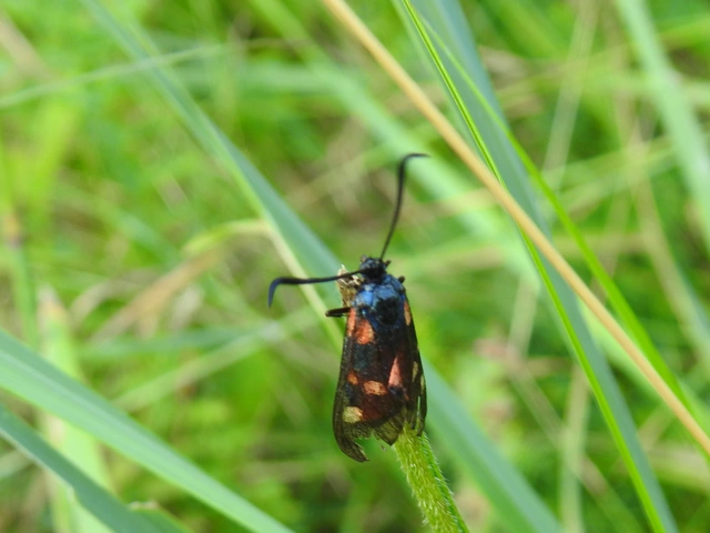 Zygaena