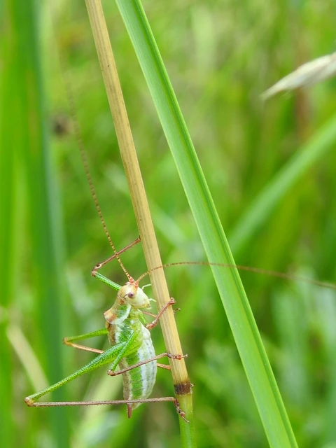 Leptophyes albovittata - közönséges virágszöcske