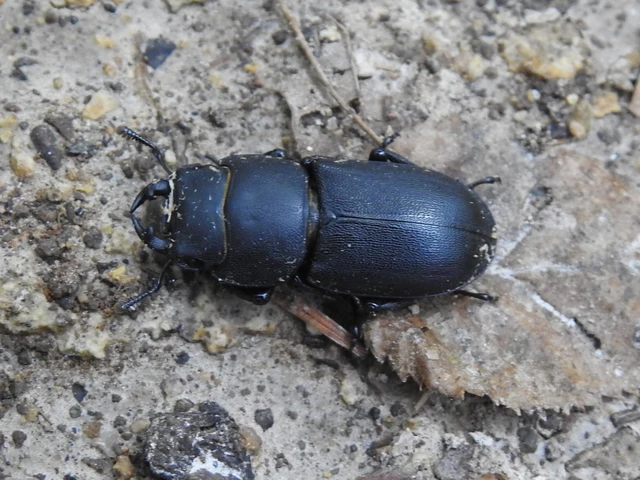 Dorcus parallelipipedus - kis szarvasbogár