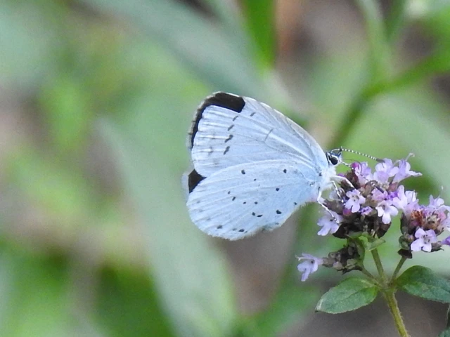 Celastrina argiolus - bengeboglárka