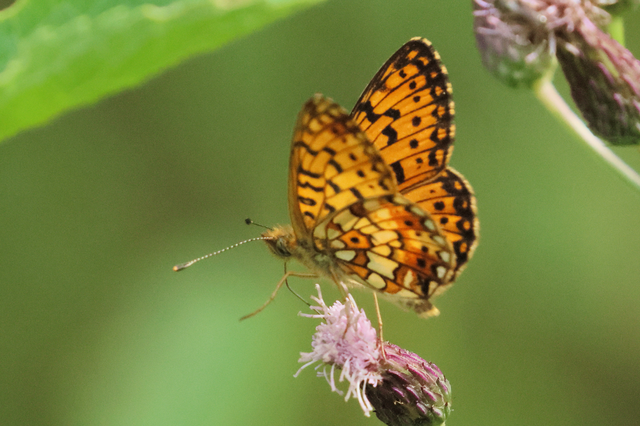 Boloria selene - fakó gyöngyházlepke