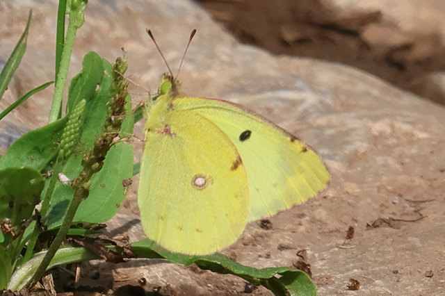Colias alfacariensis - déli kéneslepke