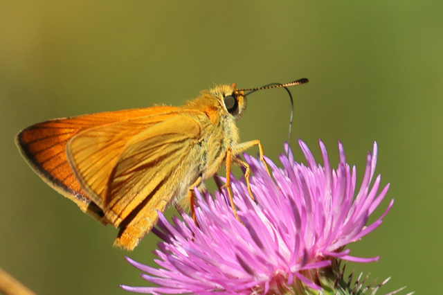 Ochlodes sylvanus - erdei busalepke